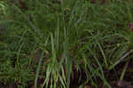 Northern long sedge